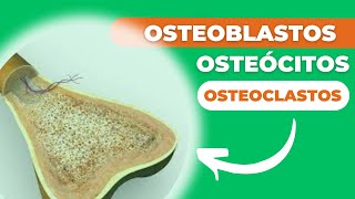 OSTEOBLASTOS OSTEOCLASTOS E OSTEÓCITOS AS CÉLULASCHAVE DA MATRIZ ÓSSEA [upl. by Elboa]