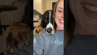 Bernese Mountain Dog Is Obsessed With His Owner🥹❤️ cutedog [upl. by Rubi]