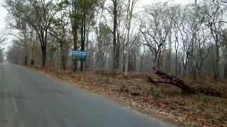 Bandipur tiger attack [upl. by Elynad]