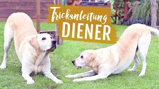 Hund DIENER beibringen  Anleitung Hundetrick VERBEUGEN Knicks  Hundetricks lernen [upl. by Auoz]