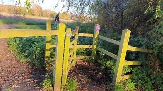 Path leading to Cowdray ruins Midhurst 13th Nov 2024 [upl. by Marquet]