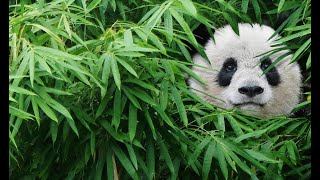 PandaMonium Giant Pandas and their Extinct Relatives [upl. by Gitlow803]