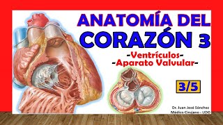 🥇 Anatomía del CORAZÓN 35  Ventrículos Aparato valvular [upl. by Henriques]