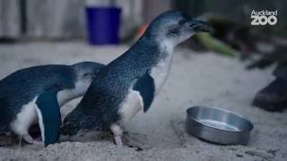 Zoo Tales  Korora  the worlds smallest penguin [upl. by Bibeau347]