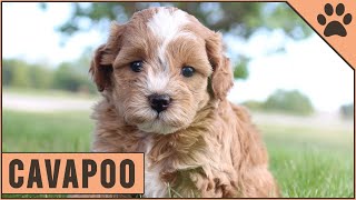 Cavapoo  Characteristics amp Advice Cavoodle [upl. by Torray]