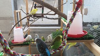 Parakeets playing flying and chirping in the aviary Half Hour [upl. by Lammond807]