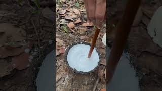 Rubbee latex🤍 rubberfarming satisfying rubbertapping rubberplant rubber rubbertree rubberwood [upl. by Anyek]