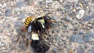 Wasp vs bumblebee Death Match [upl. by Devitt]