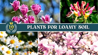 10 Best Plants for Loamy Soil ✅ Loam Soil for Plants 👌 [upl. by Ledeen]