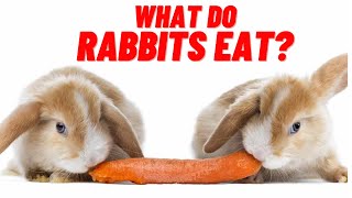 what do rabbits eat what herbs can rabbits eat [upl. by Hentrich]