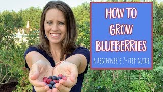 How to Grow Blueberries 7 Step Guide for Beginners [upl. by Reviel]