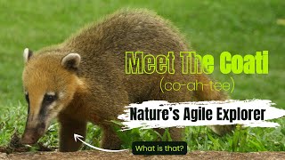 Meet the Coati Nature’s Agile Explorer [upl. by Konrad537]