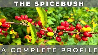 The Spicebush  A Complete Profile [upl. by Eceirehs]