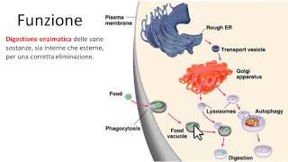 Lisosomi caratteristiche principali  Definizione e aspetto [upl. by Robbins]