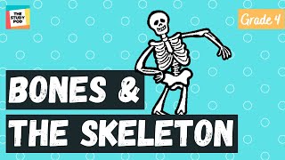 BONES AND THE SKELETON  SCIENCE  GRADE 4  The Study Pod [upl. by Mauceri]