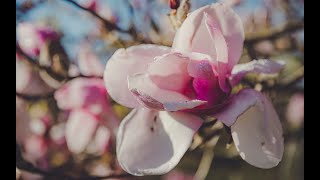 How to Grow Magnolias  Mitre 10 Easy As Garden [upl. by Wendin]