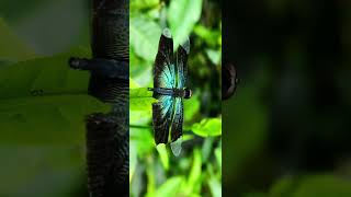 Rhyothemis fuliginosa Dragonfly [upl. by Somerset793]