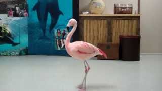 Meet the fluffy flamingos that have hatched at Chester Zoo [upl. by Sherman805]