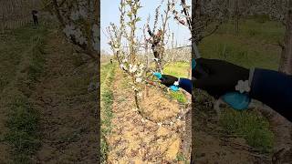 Pruning cherry tree branches process [upl. by Norha738]