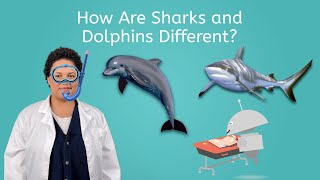 How Are Sharks and Dolphins Different  Science All Around Me for Kids [upl. by Ientruoc]