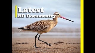 Bar Tailed GodwitLongest Migrate Birds in the World  HD Documentry  The Animal Adventure [upl. by Anoval]