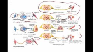 Sympathetic and Parasympathetic neurons [upl. by Ettessil]