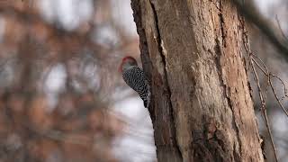 Redbellied Woodpecker [upl. by Mossman]