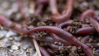 Worm Composting 101 [upl. by Virgil]