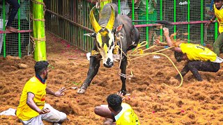 Alanganallur Jallikattu 2018  LIVE  Part 1 [upl. by O'Neill]