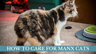 How to care for Manx cats updated 2021  Manx cats facts  Manx cats care [upl. by Wylde]