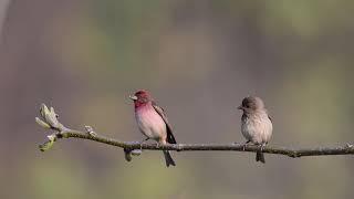 Common Rosefinch [upl. by Sihun]