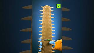 Sawfish Weapon shorts [upl. by Dduj]