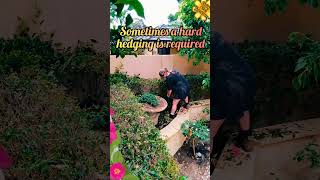 🌼 Hard Hedging for Tough Plants hardhedging hedgingpowertools hardyplants wagardens shorts [upl. by Adekahs]