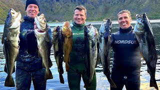 The Best Spearfishing in Scandinavia  Coalfish Atlantic Cod Pollack Wolffish and Halibut [upl. by Nara59]