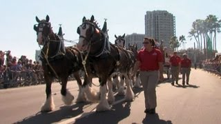 Person of the Week Budweiser Clydesdales Team [upl. by Ahsenat]