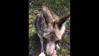 Feeding Kangeroos at Potoroo Palace Eden [upl. by Okoy]