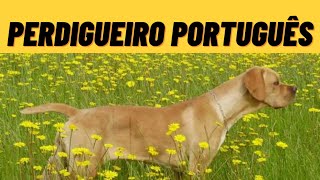 PERDIGUEIRO PORTUGUÊS VOCÊ SABIA [upl. by Nylirehc]