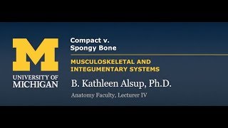 Skeletal System Compact v Spongy Bone [upl. by Shirline325]