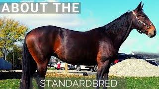 About the Standardbred [upl. by Antoni598]