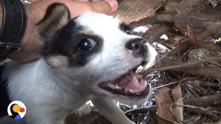 Abandoned Puppies Rescued After Two Weeks Alone  The Dodo [upl. by Collette]