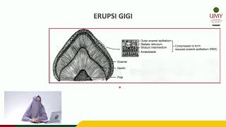 Odontogenesis part 4  Dr drg Erlina Sih Mahanani MKes [upl. by Bozovich]