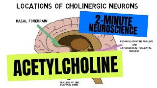 2Minute Neuroscience Acetylcholine [upl. by Inirt]