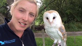 All About Barn Owls [upl. by Deck]