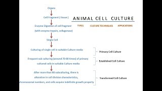 Animal Cell Culture [upl. by Inek]