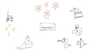 Immunsystem BLymphozyten TLymphozyten und die Immunabwehrreaktion [upl. by Bamby442]