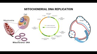 Mitochondria  A Quick Guide [upl. by Gaudet]