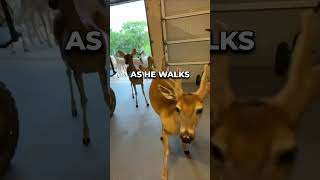 Man Feeds Deer And Some Friends via deerwhispererlynnsmith9330 on YouTube [upl. by Cresida816]