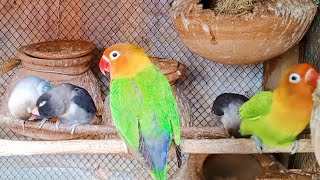 Lovebirds quotFrench Kissingquot Lovebirds Mutation Breeding Setup A Guide video shorts like [upl. by Yenoh]