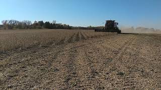 Case IH 2188 harvesting 2021 soybeans [upl. by Iblehs413]