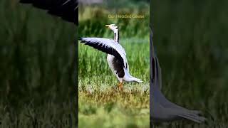 Bar Headed Goose [upl. by Roose]